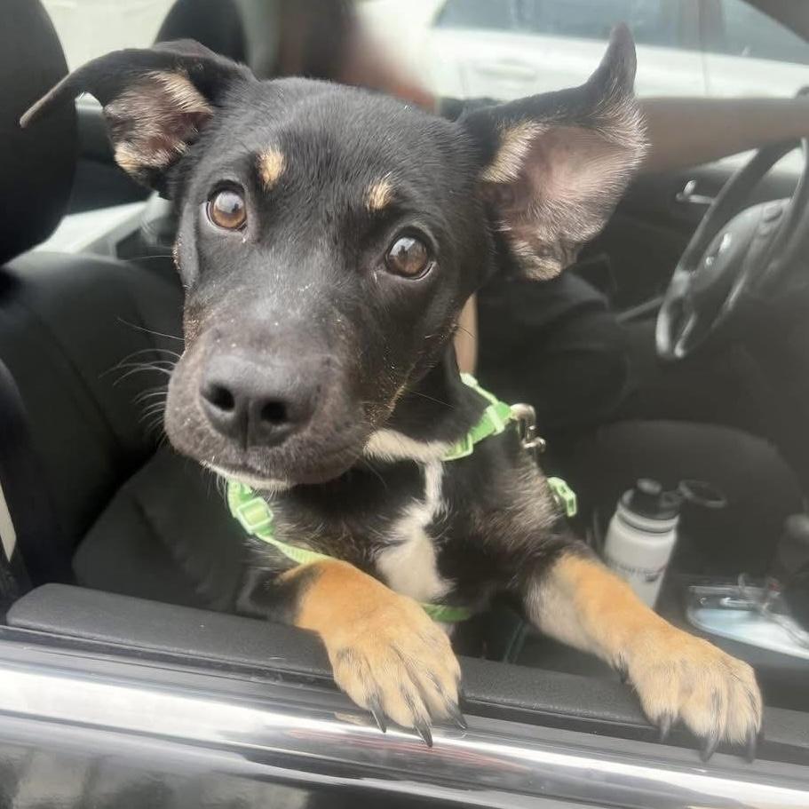 Sage, a ADOPTABLE Mixed Breed in Hillsborough, NJ image 4/5