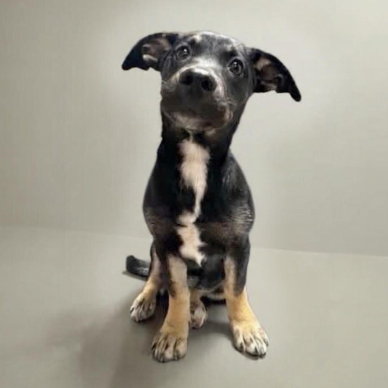 Sage, a ADOPTABLE Mixed Breed in Hillsborough, NJ image 2/5