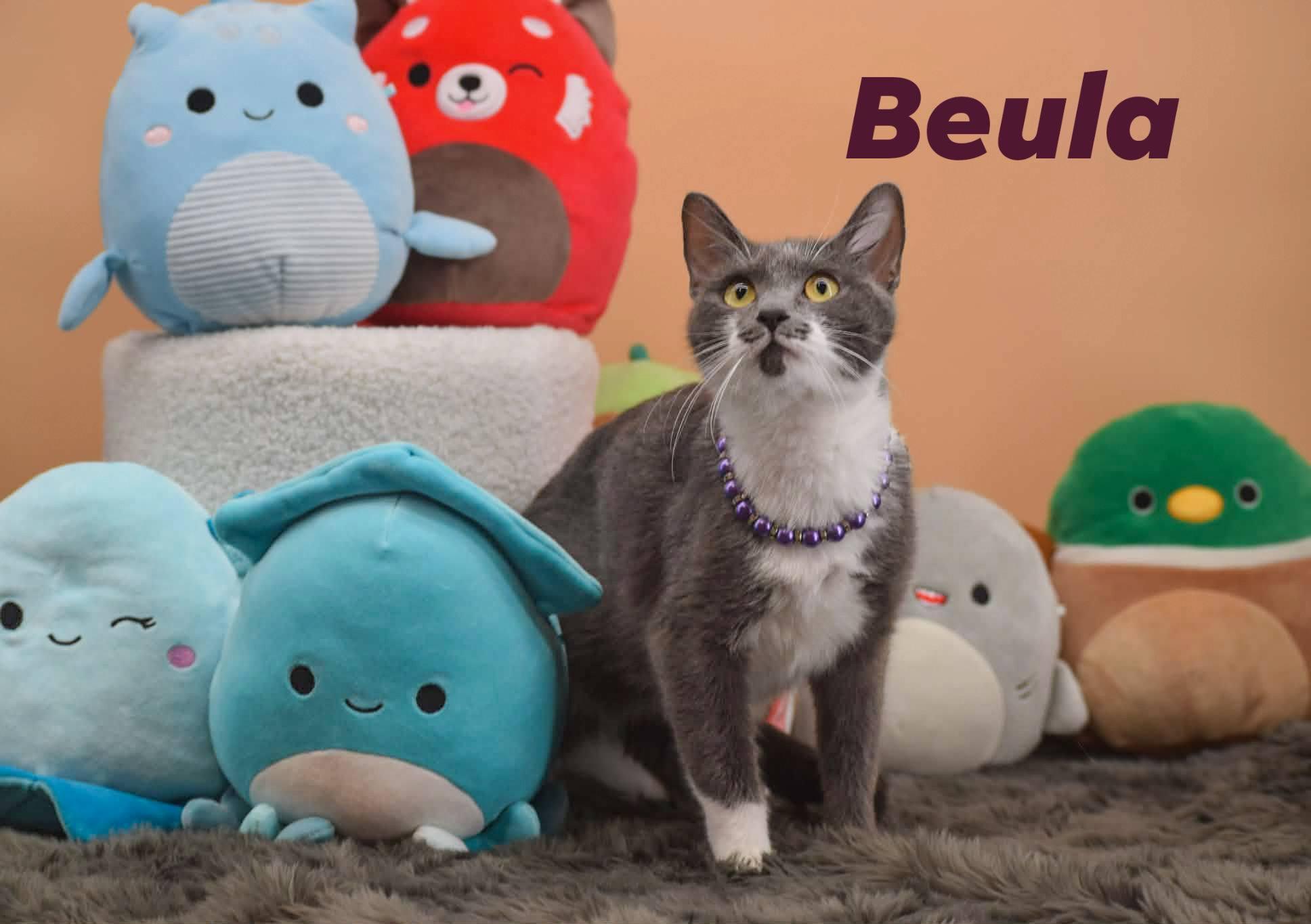 Enlarge Beula, a ADOPTABLE Domestic Short Hair in Sevierville, TN image 1/4