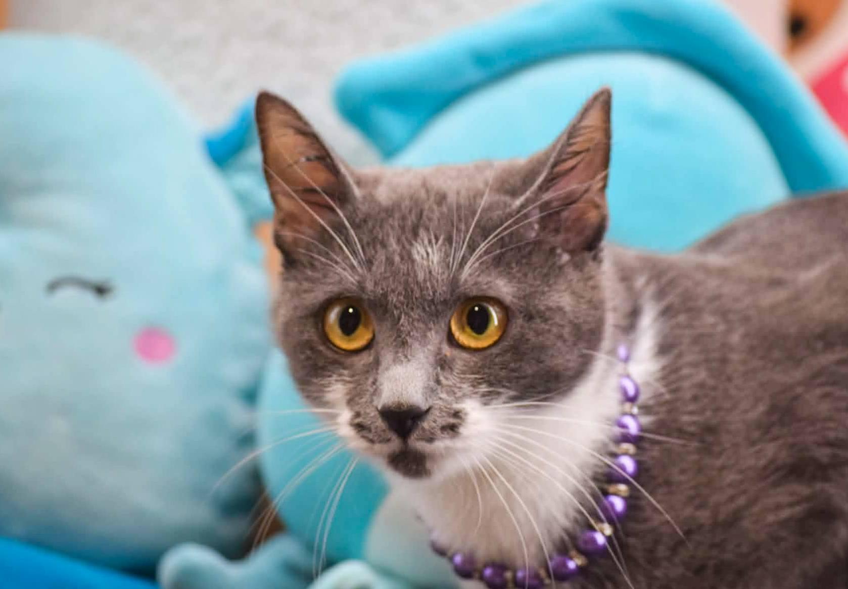 Enlarge Beula, a ADOPTABLE Domestic Short Hair in Sevierville, TN image 2/4