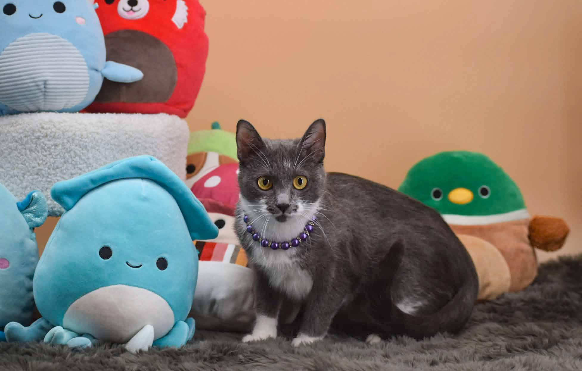 Enlarge Beula, a ADOPTABLE Domestic Short Hair in Sevierville, TN image 4/4