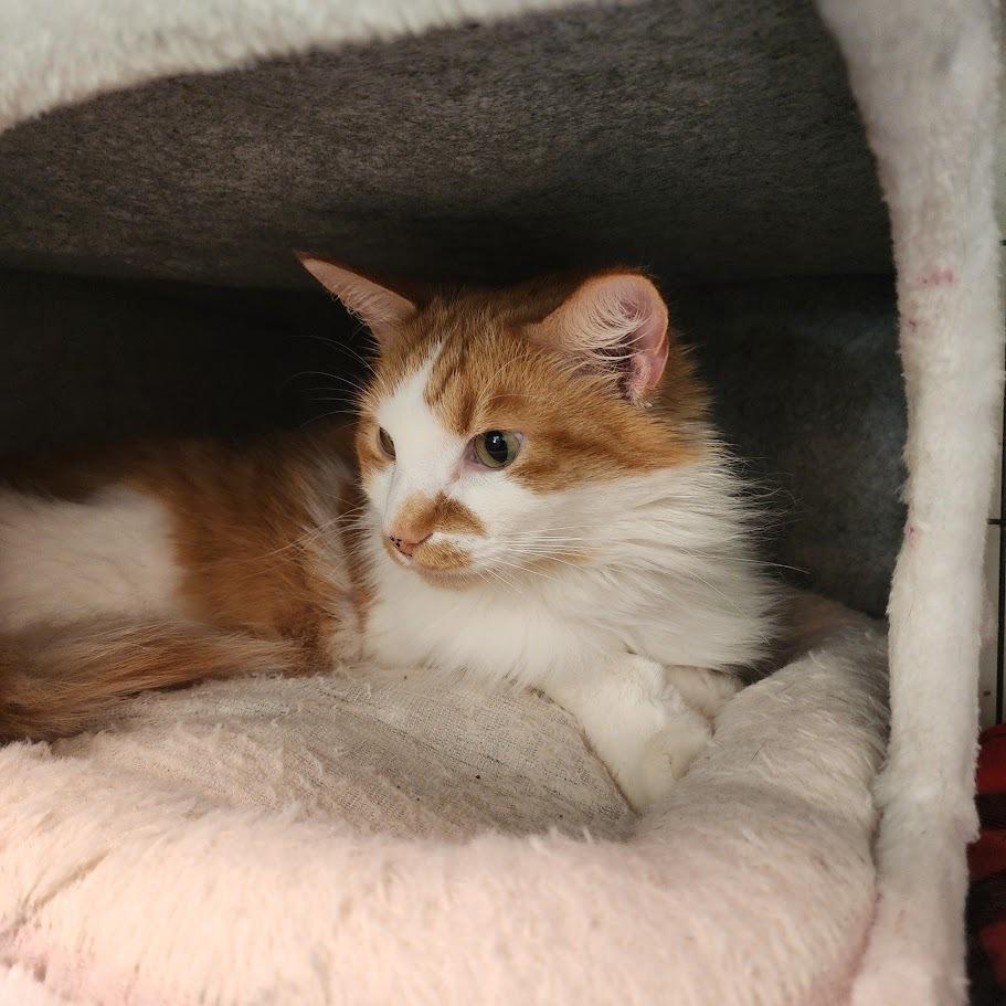 Enlarge Ronald, a Adoptable Domestic Long Hair in Toms Brook, VA image 1/2