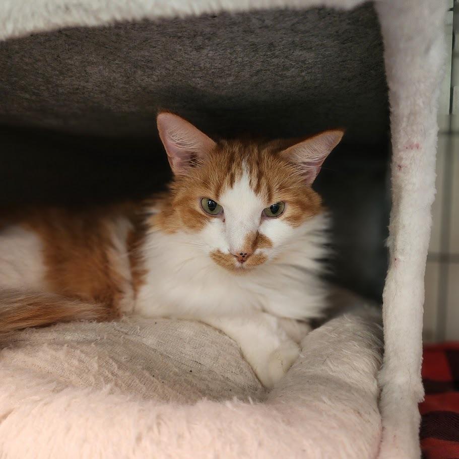 Enlarge Ronald, a Adoptable Domestic Long Hair in Toms Brook, VA image 2/2