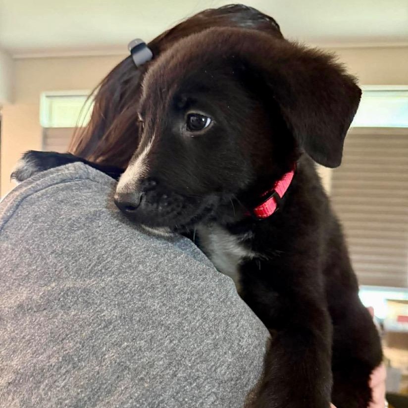 Enlarge Cassian, a Adoptable mixed breed in San Antonio, TX image 2/6