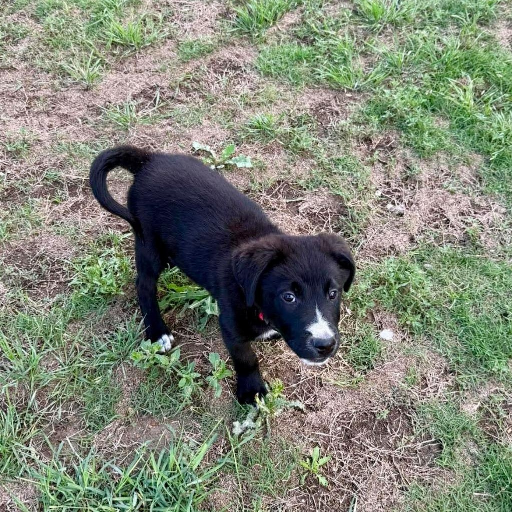 Enlarge Cassian, a Adoptable mixed breed in San Antonio, TX image 6/6