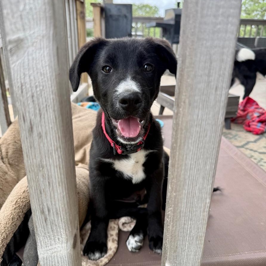 Cassian, Adoptable, Young Male Border Collie & Black Labrador Retriever.