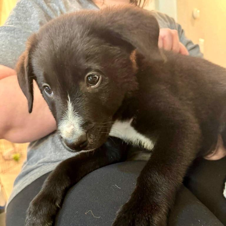 Enlarge Cassian, a Adoptable mixed breed in San Antonio, TX image 3/6