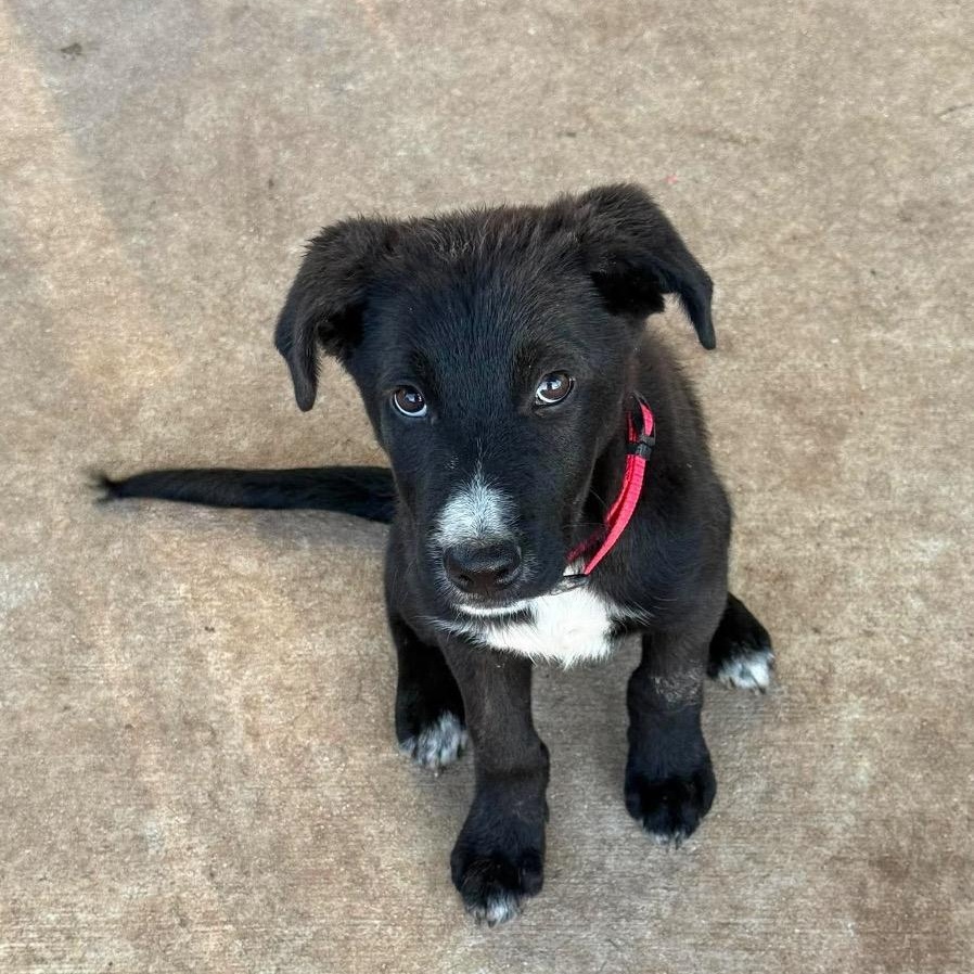 Enlarge Cassian, a Adoptable mixed breed in San Antonio, TX image 5/6