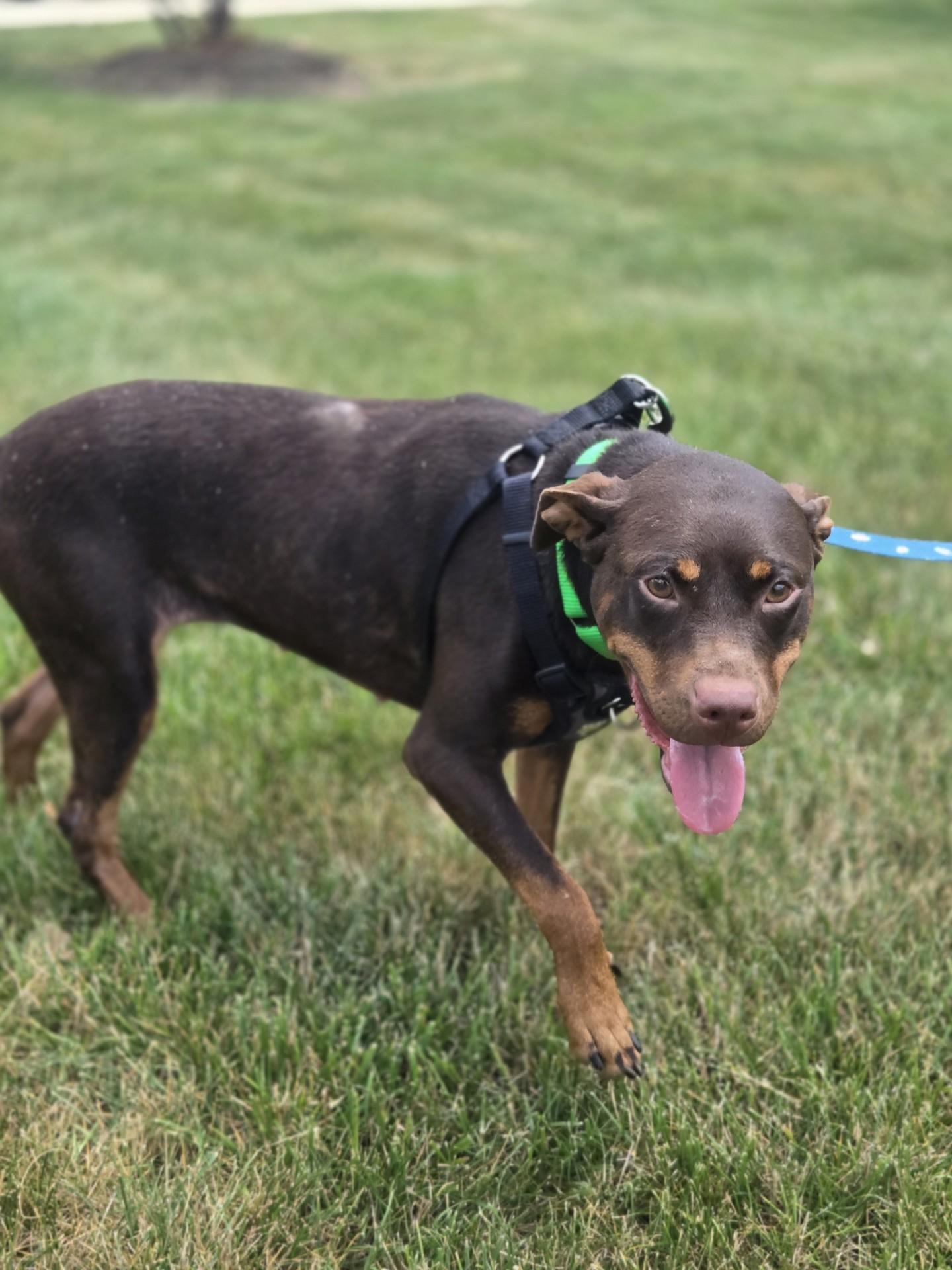 CoffeeBean, adopted, Adult Female Doberman Pinscher.