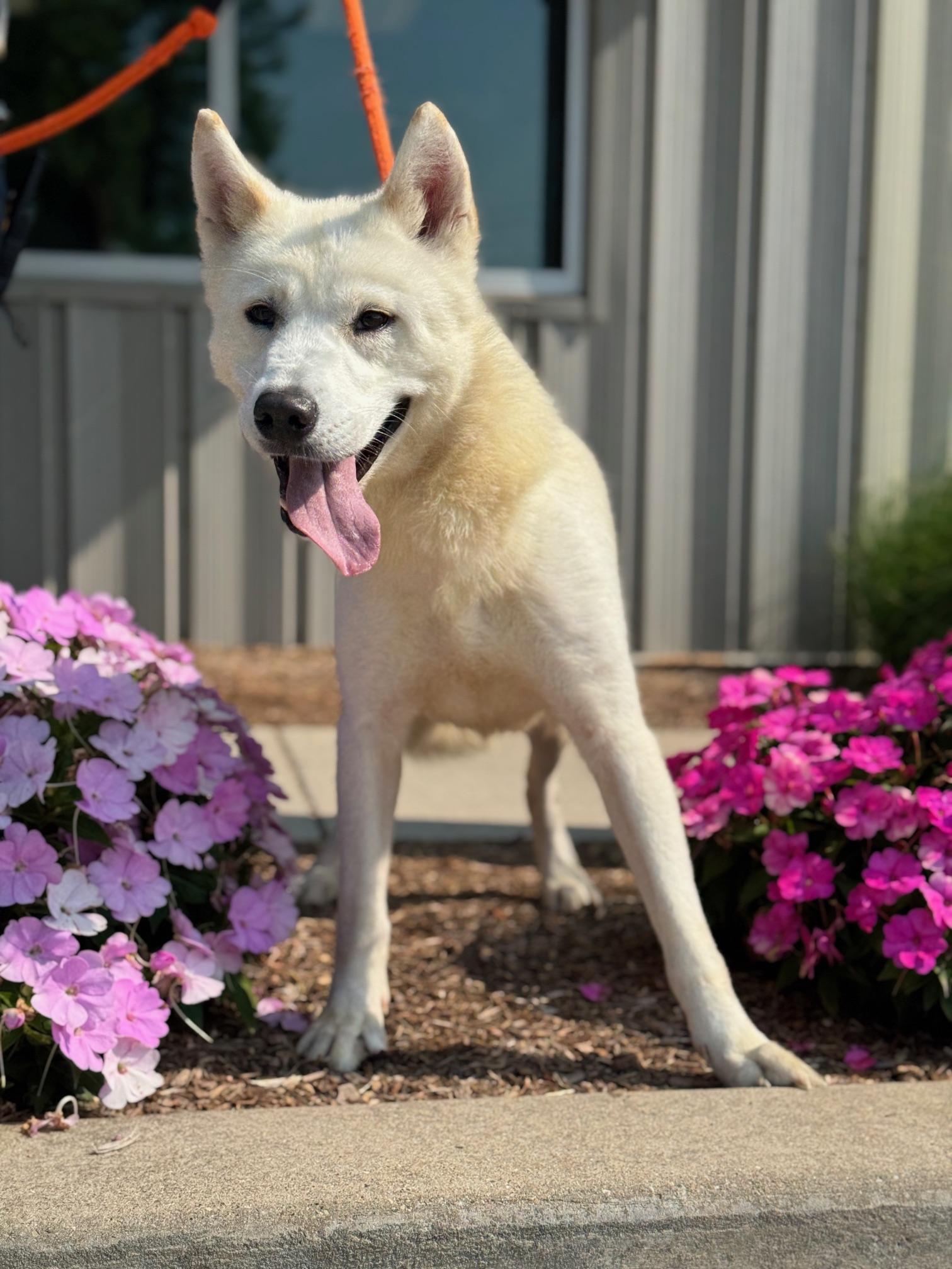 Calliope, a ADOPTABLE mixed breed in Benton Harbor, MI image 1/6