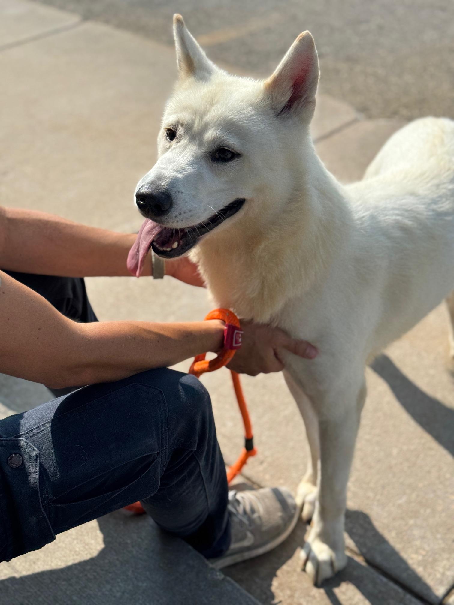 Calliope, a ADOPTABLE mixed breed in Benton Harbor, MI image 2/6