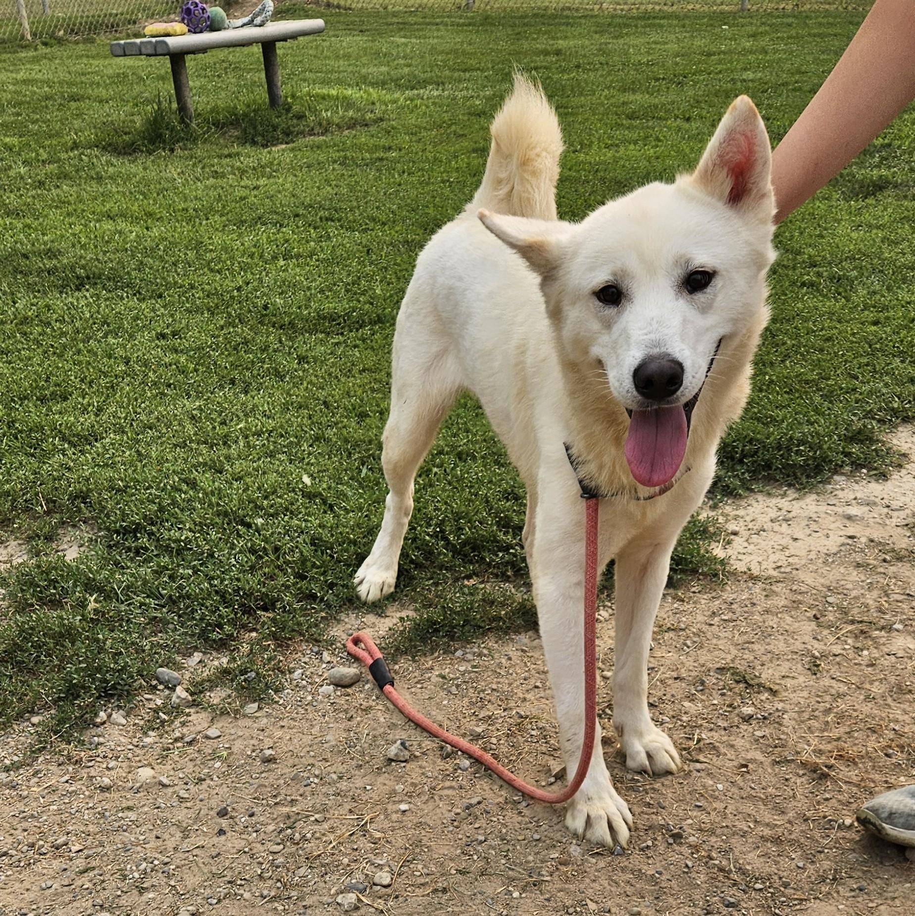 Calliope, a ADOPTABLE mixed breed in Benton Harbor, MI image 5/6