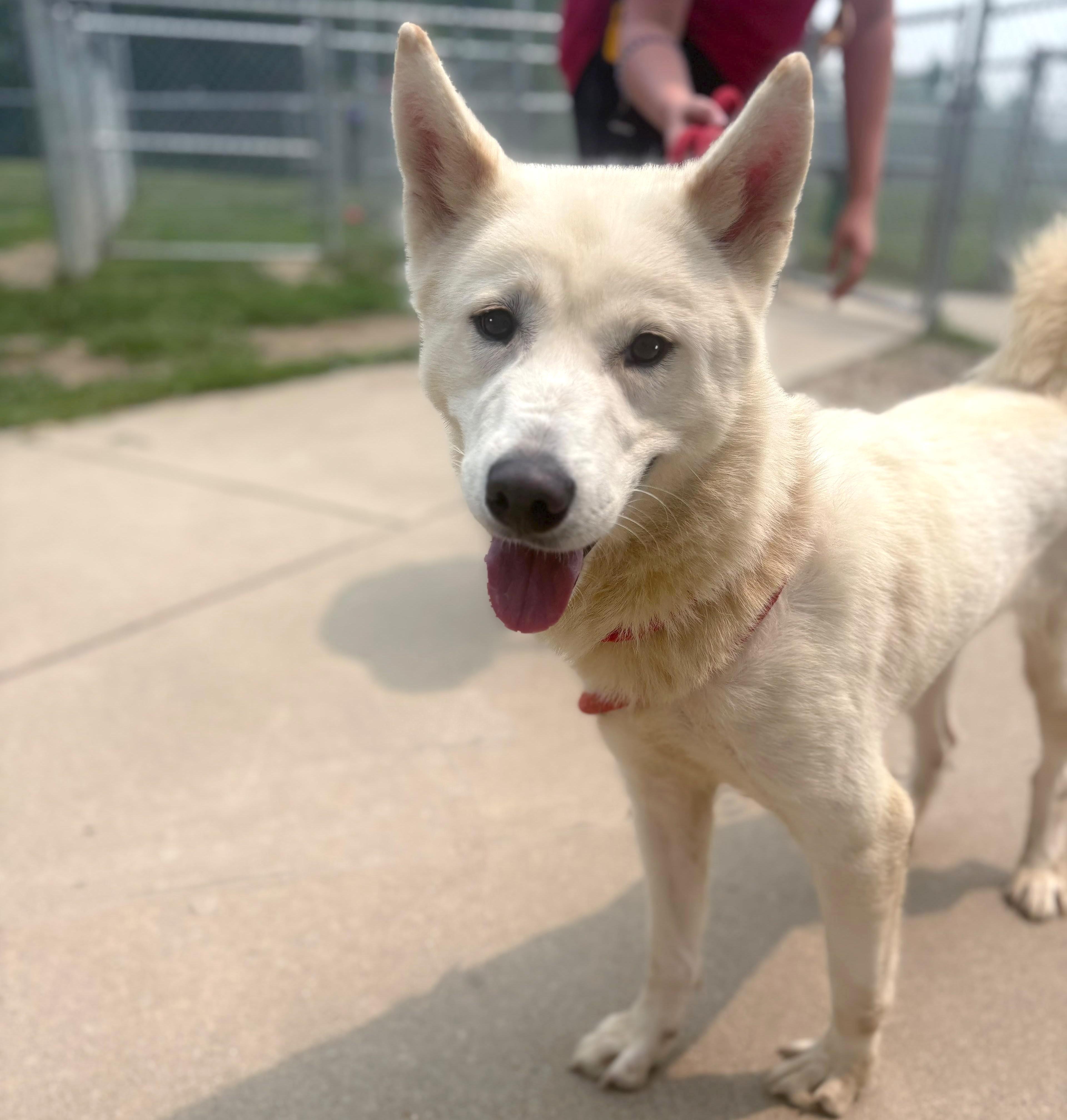 Calliope, a ADOPTABLE mixed breed in Benton Harbor, MI image 3/6