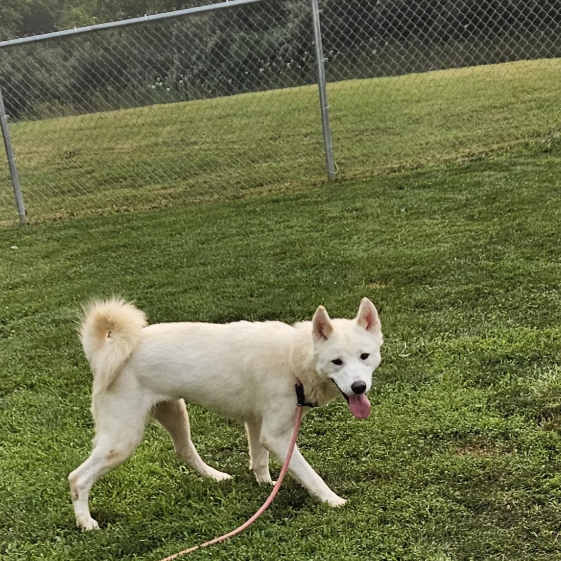 Calliope, a ADOPTABLE mixed breed in Benton Harbor, MI image 4/6