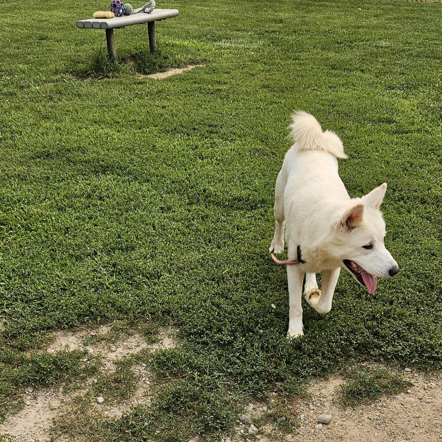 Calliope, a ADOPTABLE mixed breed in Benton Harbor, MI image 6/6