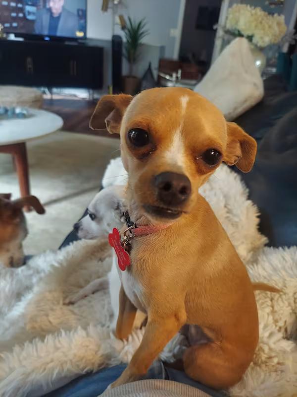 Enlarge Dream, a ADOPTABLE Chihuahua in Covington, WA image 1/6