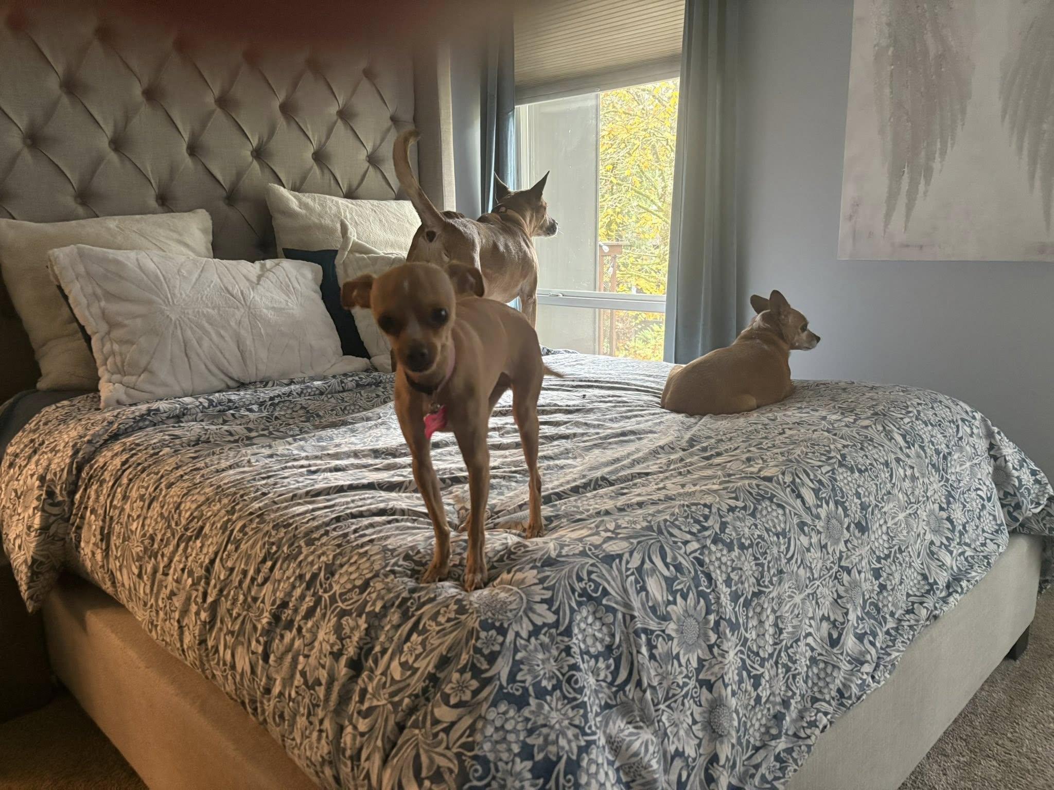 Enlarge Dream, a ADOPTABLE Chihuahua in Covington, WA image 6/6