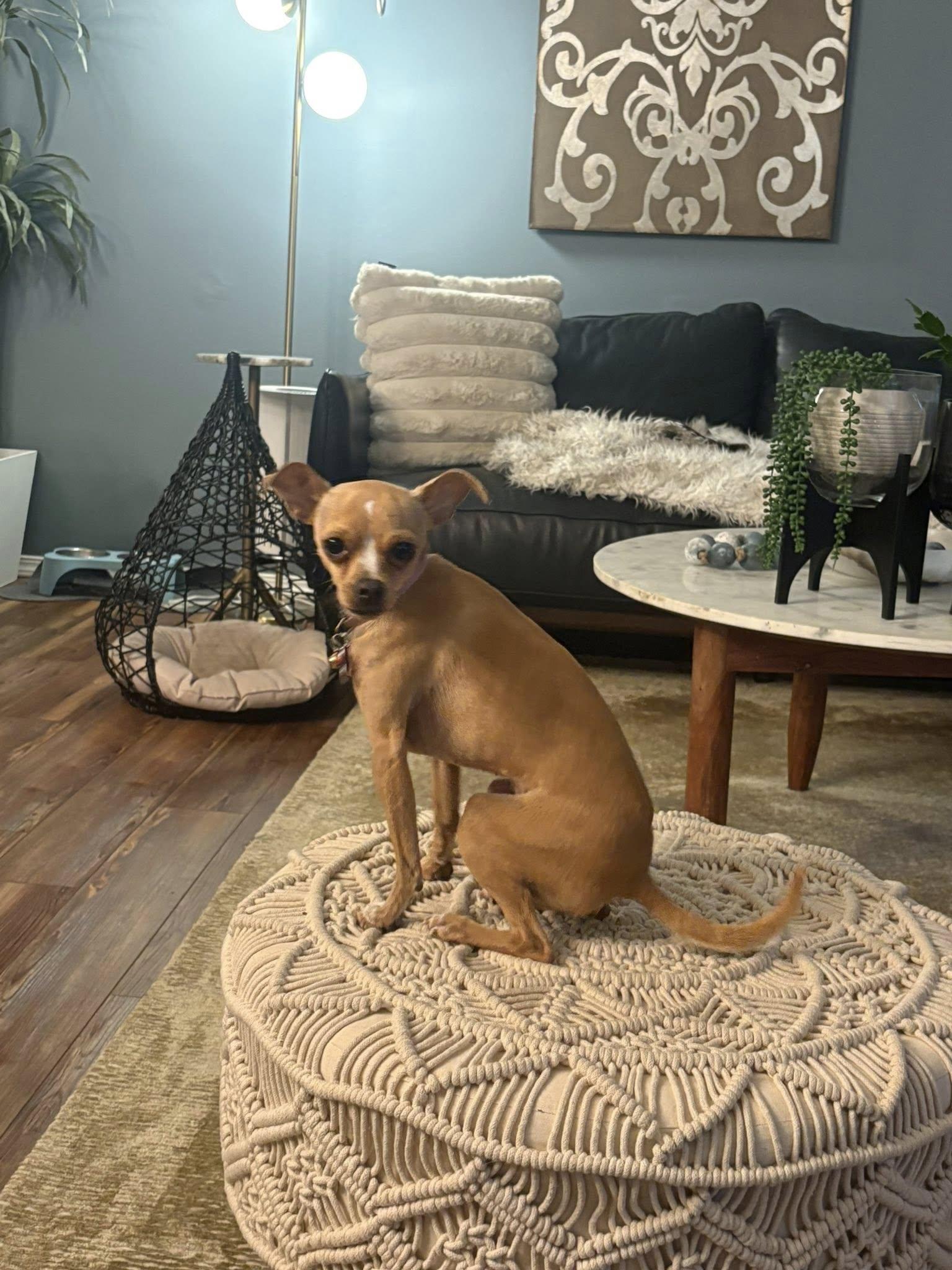 Enlarge Dream, a ADOPTABLE Chihuahua in Covington, WA image 5/6