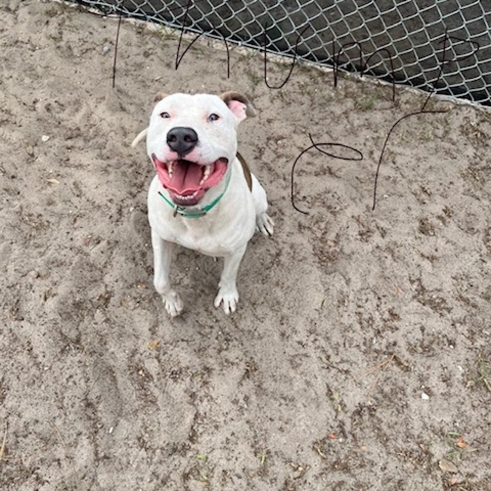 Thumper, Adoptable, Adult Male Mixed Breed.