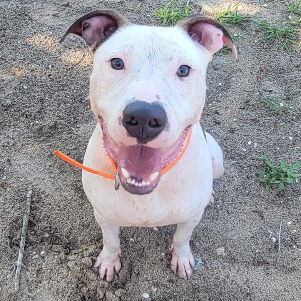Enlarge Thumper, a Adoptable Mixed Breed in Lake Panasoffkee, FL image 2/6
