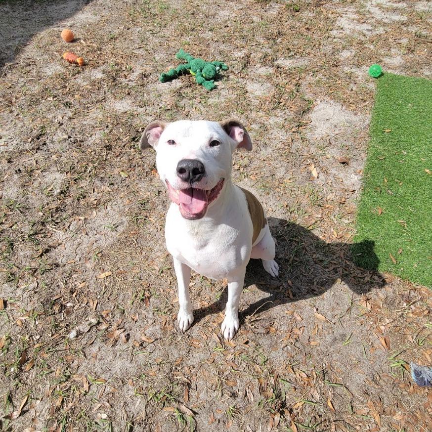 Enlarge Thumper, a Adoptable Mixed Breed in Lake Panasoffkee, FL image 4/6