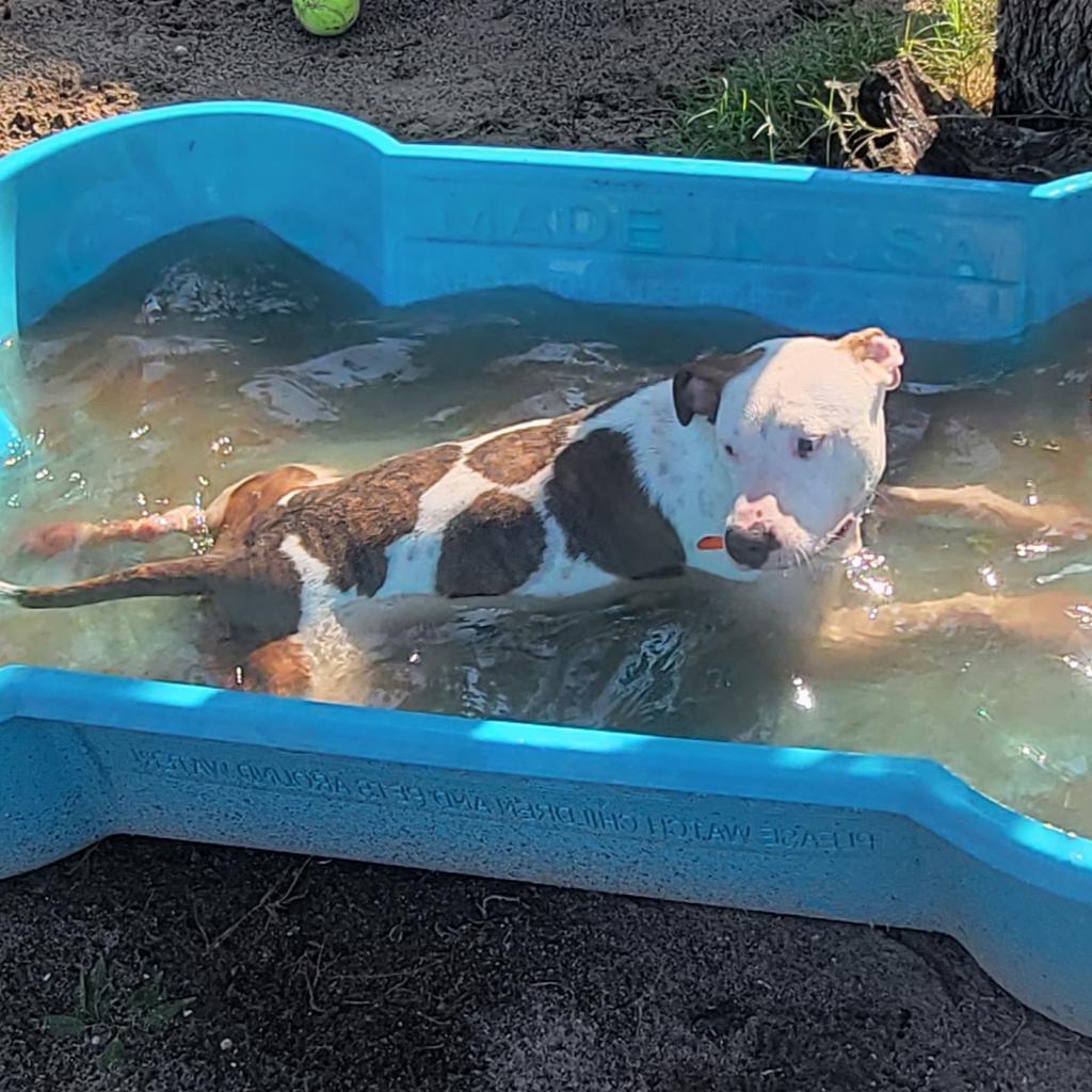 Enlarge Thumper, a Adoptable Mixed Breed in Lake Panasoffkee, FL image 5/6