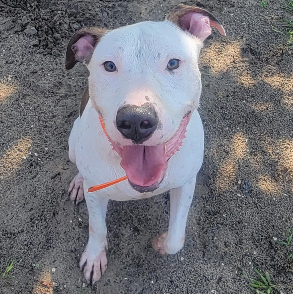 Enlarge Thumper, a Adoptable Mixed Breed in Lake Panasoffkee, FL image 6/6
