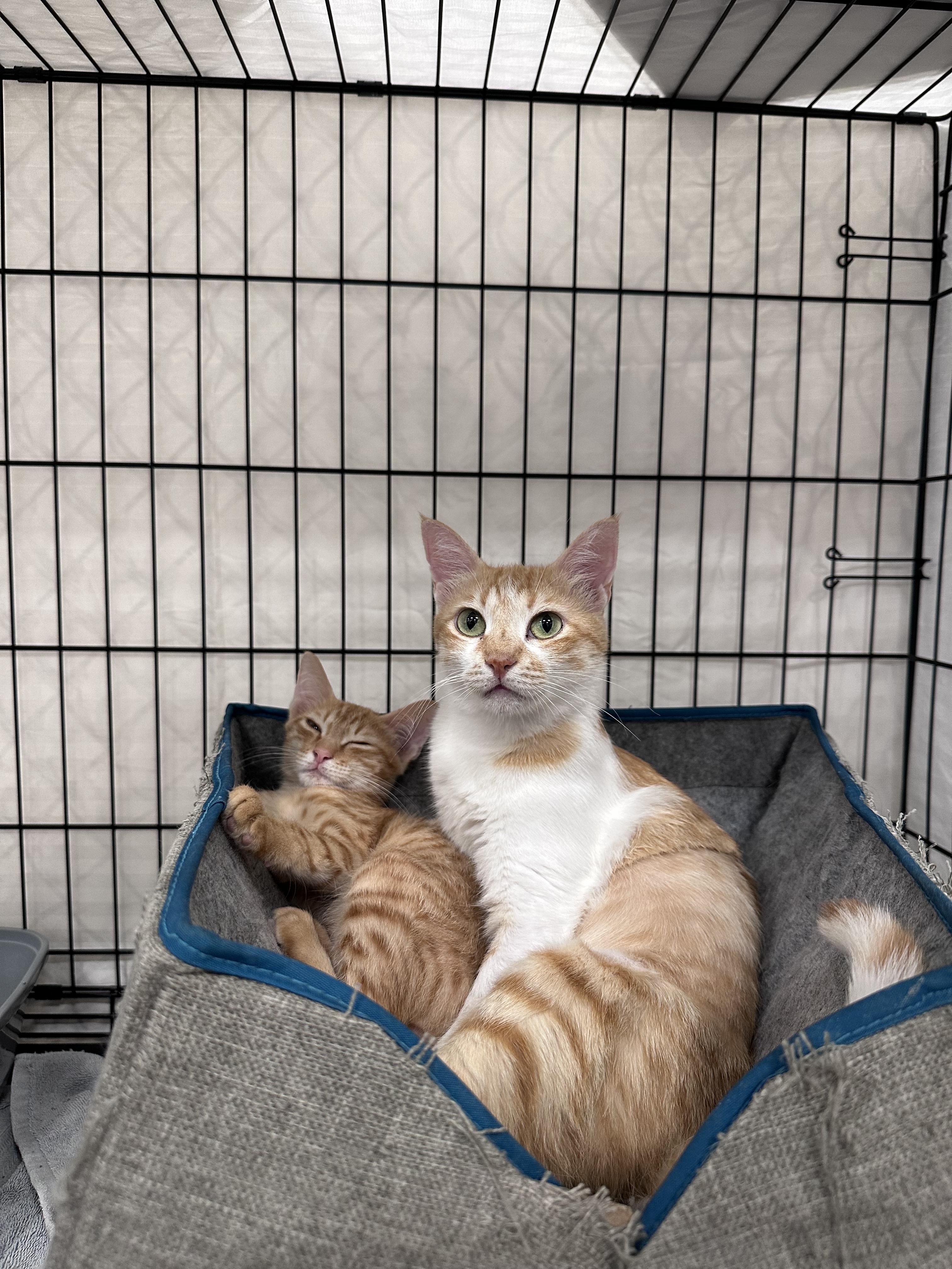 Coco Mom and Tonight Dough, Adoptable, Young Female Domestic Short Hair.