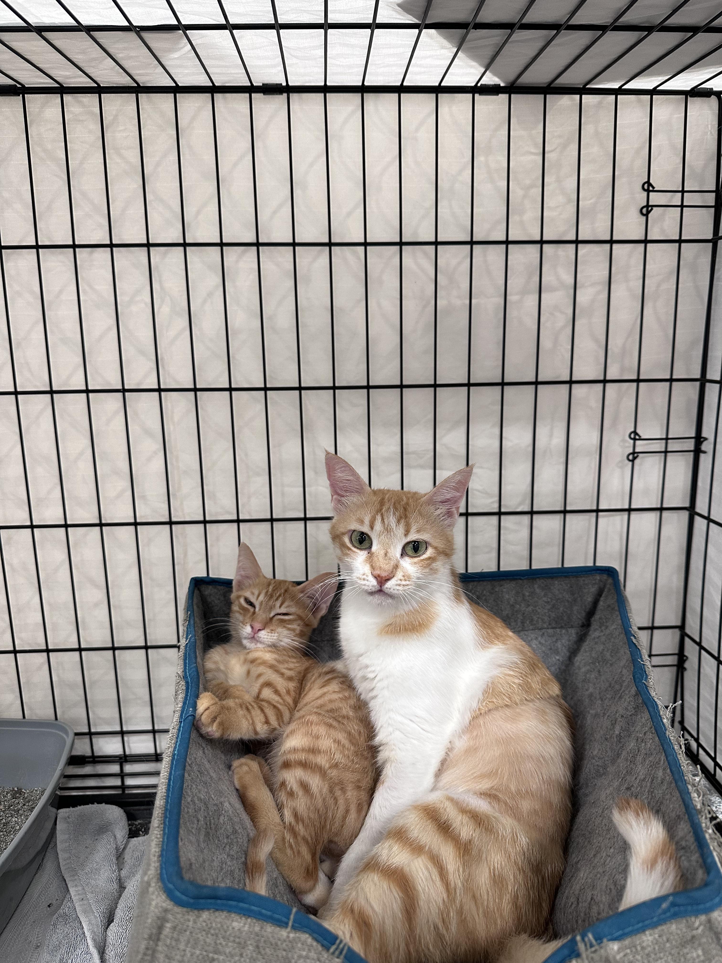 Enlarge Coco Mom and Tonight Dough, a Adoptable Domestic Short Hair in Waltham, MA image 3/3