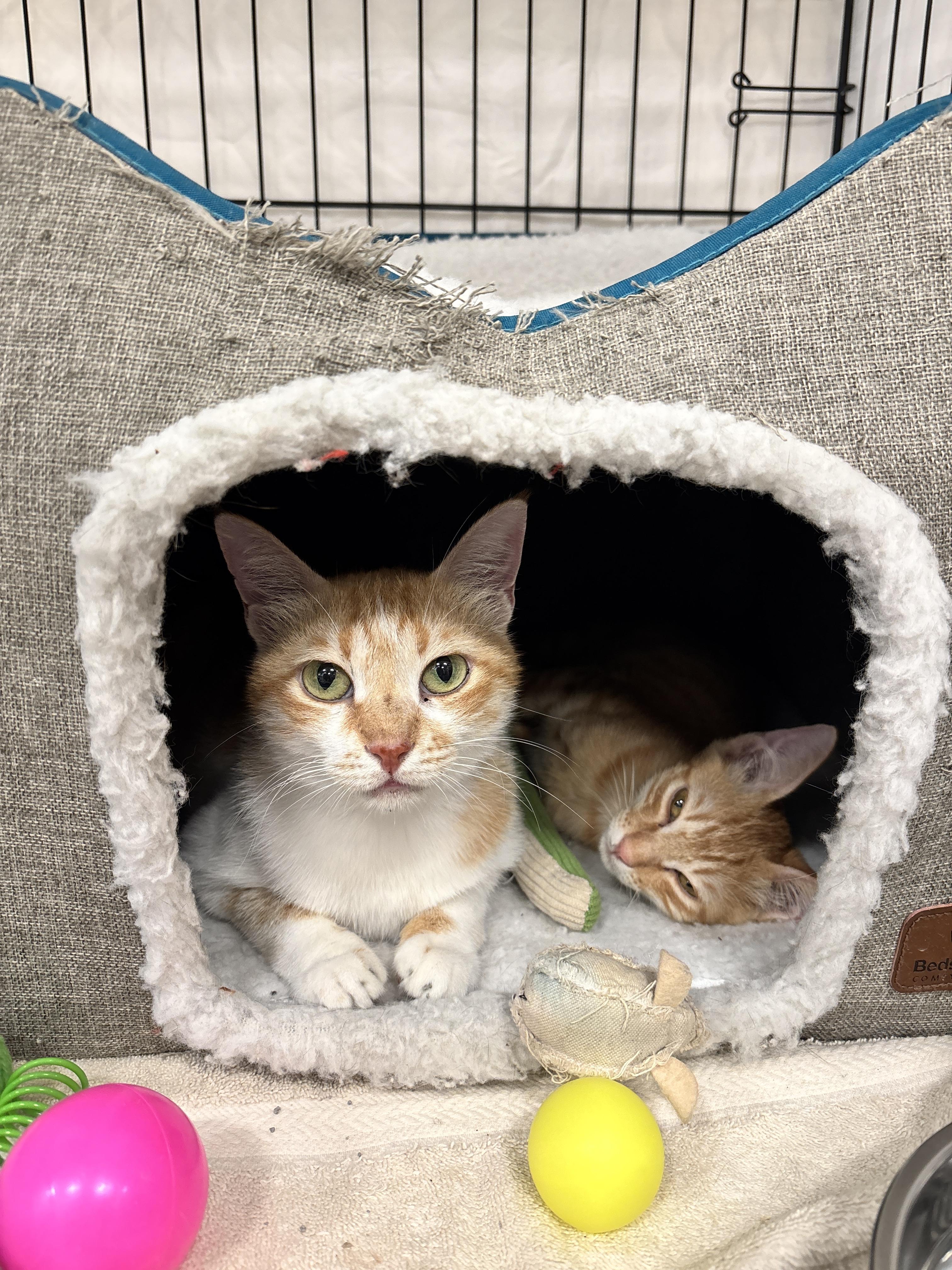 Enlarge Coco Mom and Tonight Dough, a Adoptable Domestic Short Hair in Waltham, MA image 2/3