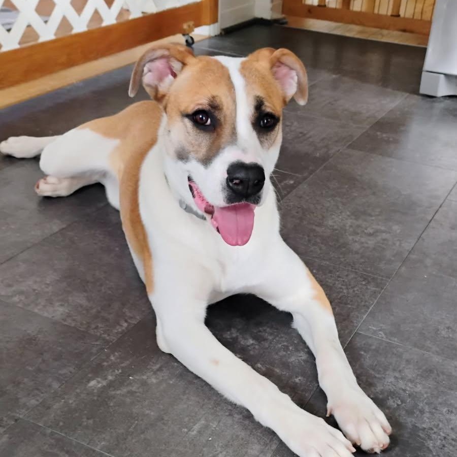 Sadie, ADOPTABLE, Young Female Hound & Saint Bernard.