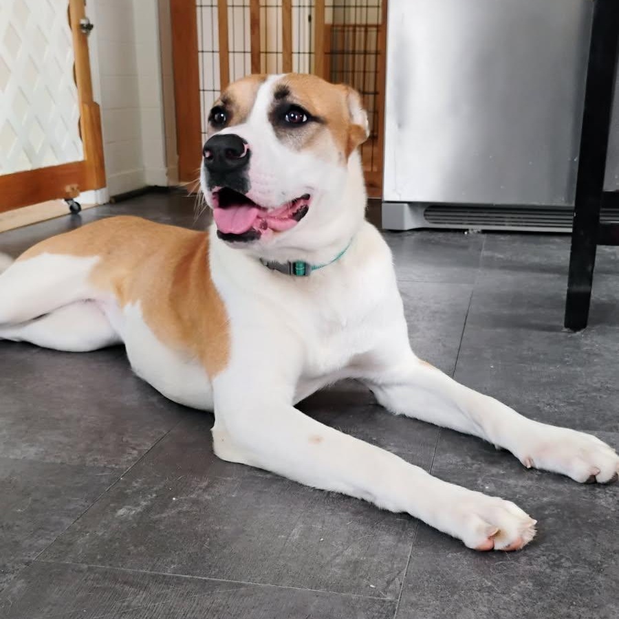 Enlarge Sadie, a ADOPTABLE mixed breed in Manhasset, NY image 3/5