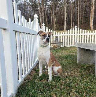 Enlarge Sadie, a ADOPTABLE mixed breed in Manhasset, NY image 4/5