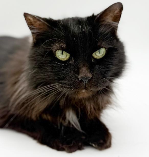 Enlarge Bella and Milo - BONDED INCREDIBLE lover duo WOW!!  VIDEOS!!, an adopted mixed breed in Bedford Hills, NY image 3/6