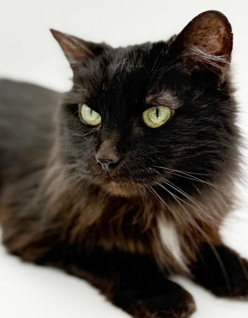 Bella and Milo - BONDED INCREDIBLE lover duo WOW!!  VIDEOS!!, adopted, Young Female Maine Coon & Norwegian Forest Cat.