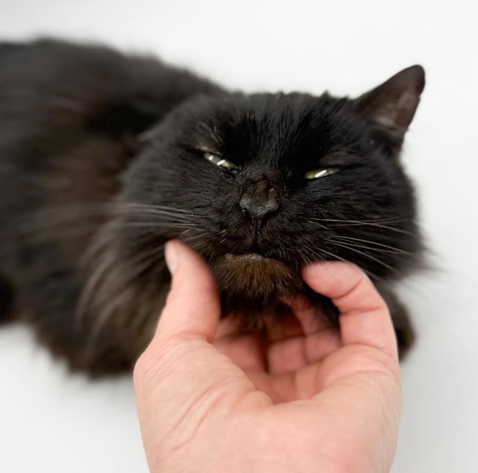 Enlarge Bella and Milo - BONDED INCREDIBLE lover duo WOW!!  VIDEOS!!, an adopted mixed breed in Bedford Hills, NY image 5/6