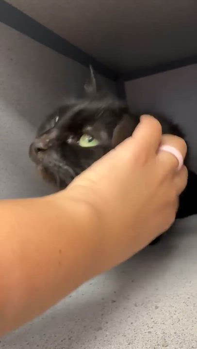 Enlarge Bella and Milo - BONDED INCREDIBLE lover duo WOW!!  VIDEOS!!, an adopted mixed breed in Bedford Hills, NY video 4/6