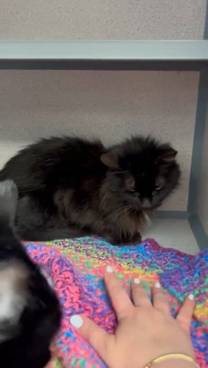 Enlarge Bella and Milo - BONDED INCREDIBLE lover duo WOW!!  VIDEOS!!, an adopted mixed breed in Bedford Hills, NY video 2/6