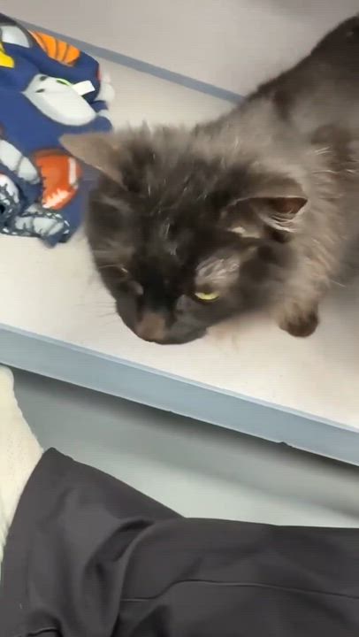 Enlarge Bella and Milo - BONDED INCREDIBLE lover duo WOW!!  VIDEOS!!, an adopted mixed breed in Bedford Hills, NY video 6/6