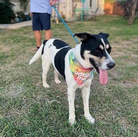 Enlarge Bobby, a Adoptable mixed breed in Southport, CT image 2/4