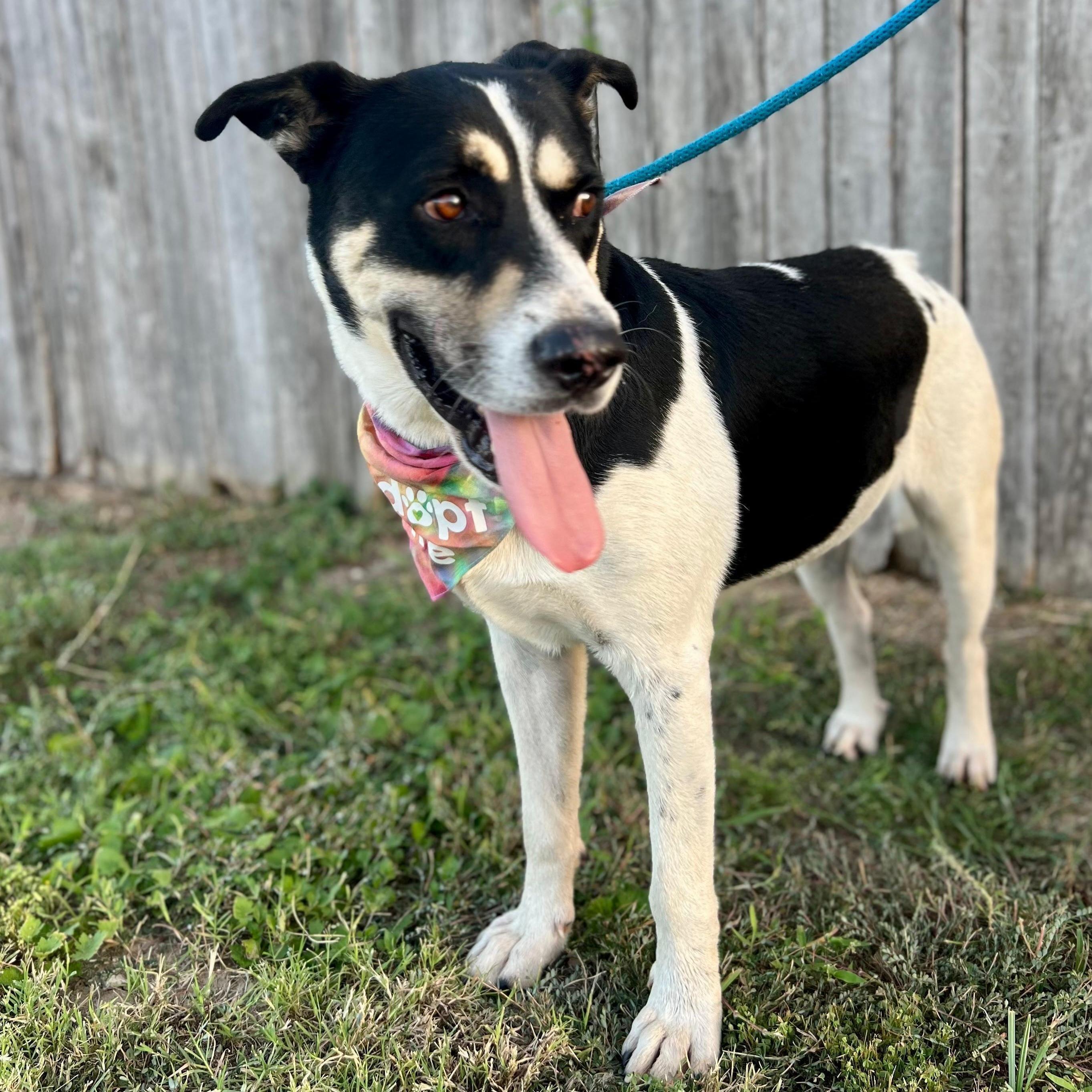 Enlarge Bobby, a Adoptable mixed breed in Southport, CT image 1/4