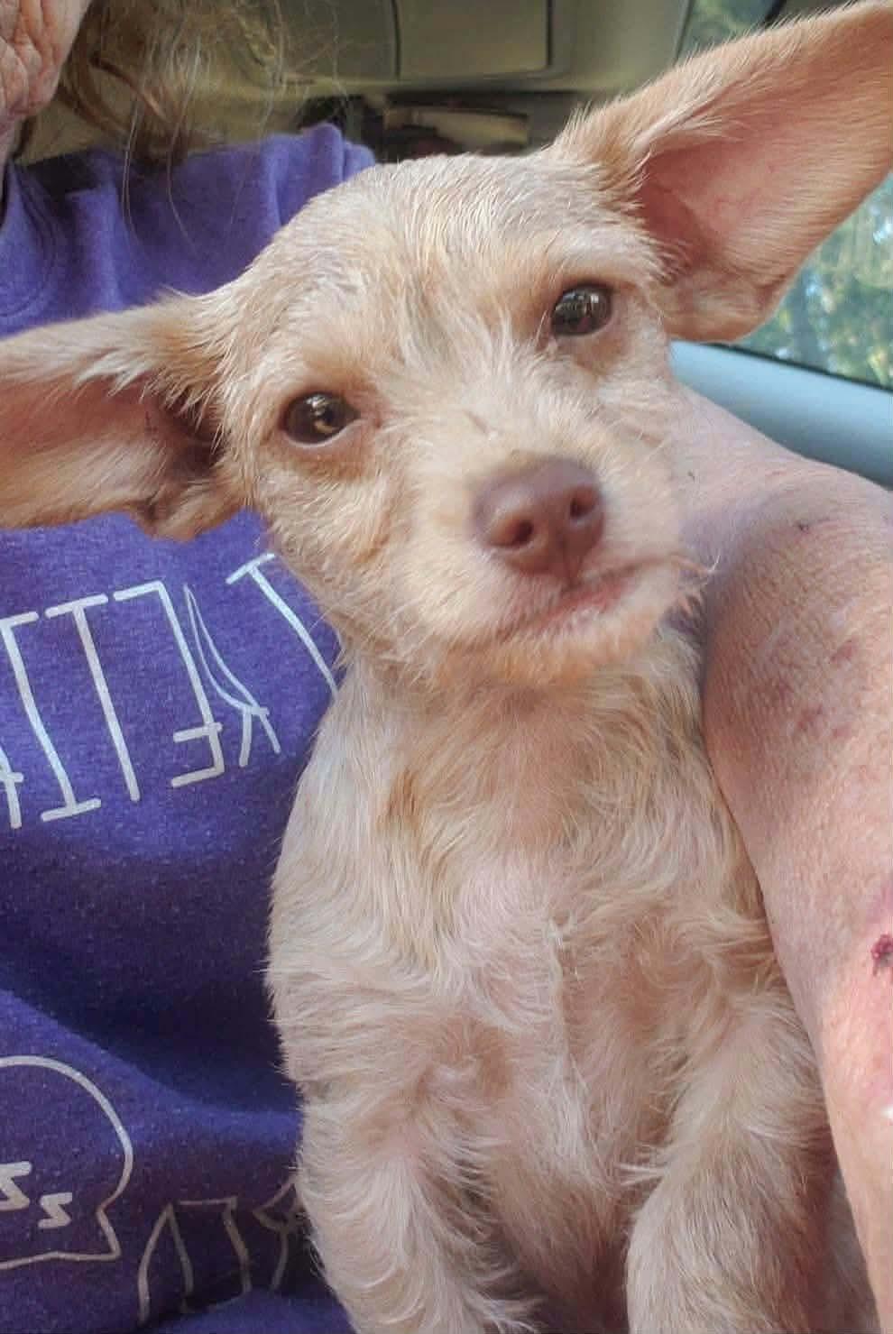 Lollipop, ADOPTABLE, Puppy Female Chihuahua.