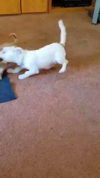 Enlarge Lollipop, a ADOPTABLE mixed breed in Eugene, OR video 4/4