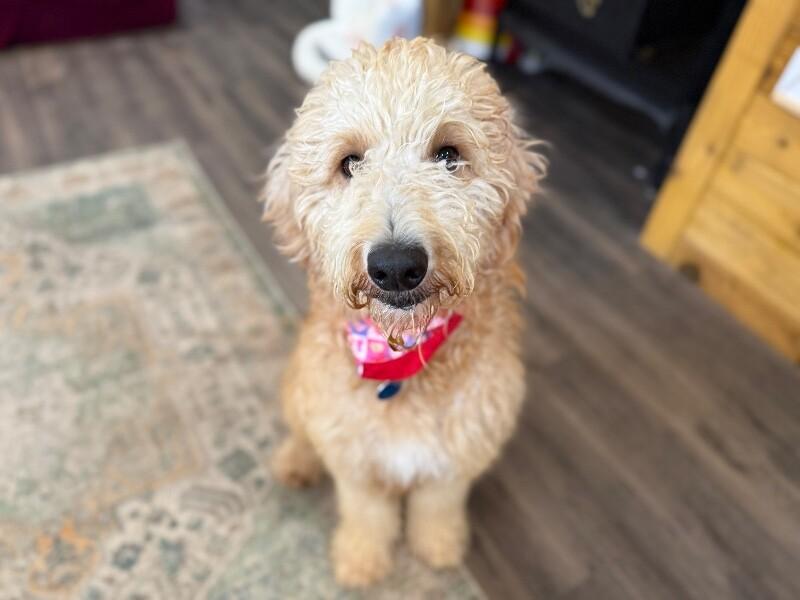 Elderberry Sunshine Girl