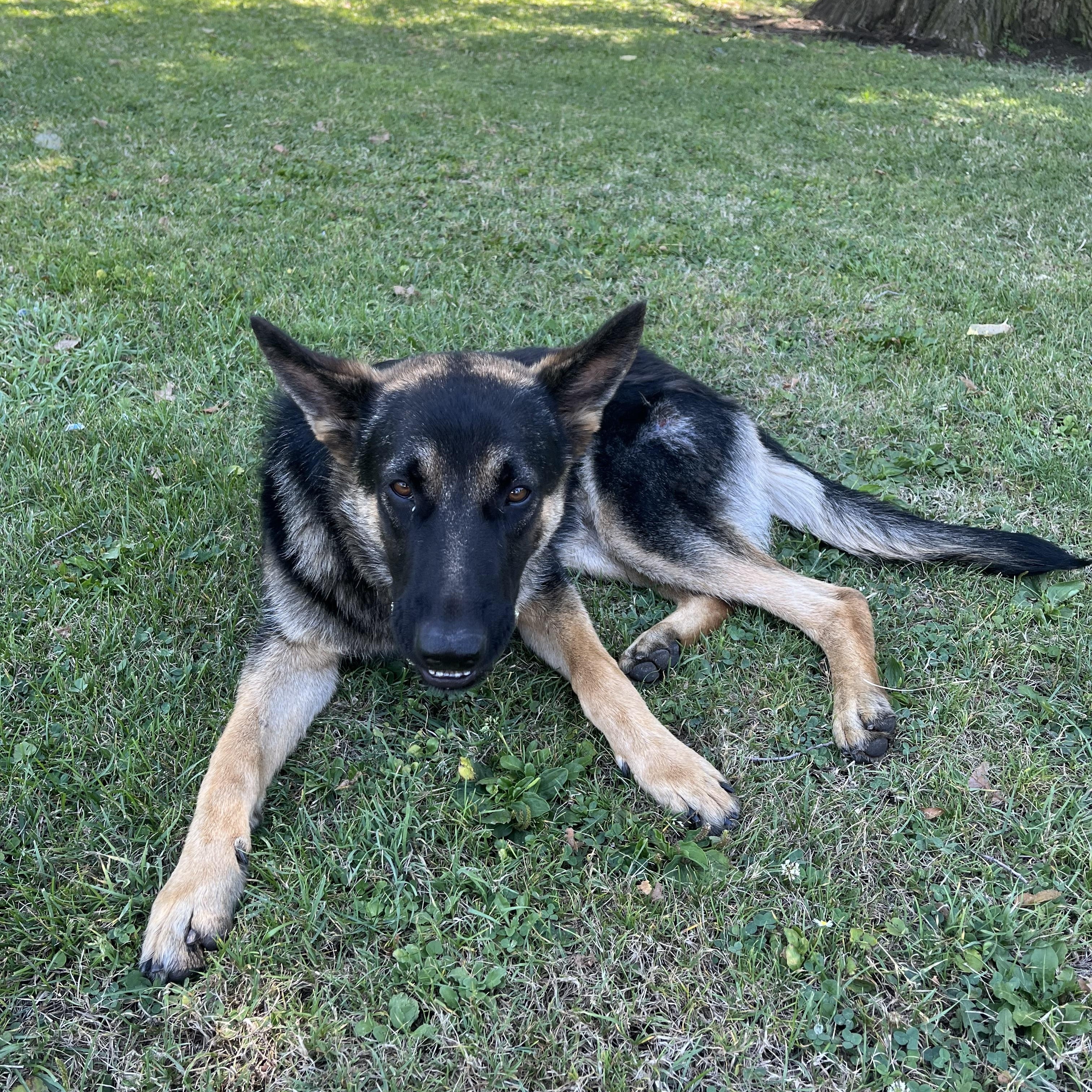 Ace, Adoptable, Young Male German Shepherd Dog.
