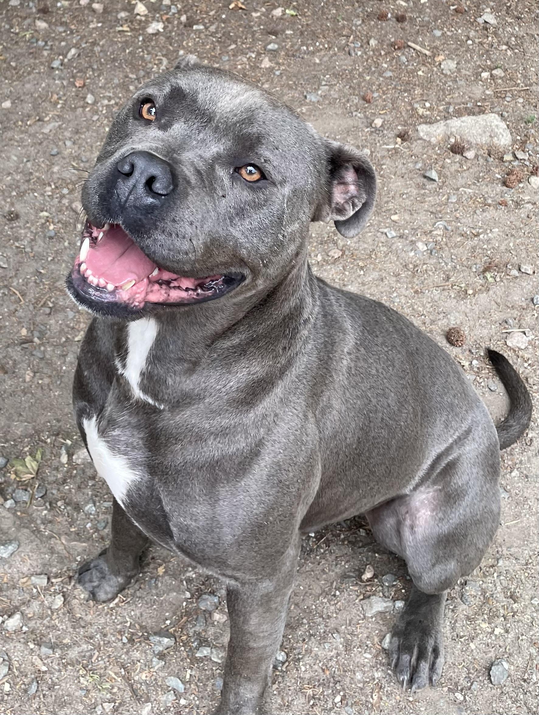 Enlarge Dex, a ADOPTABLE mixed breed in Heathsville, VA image 2/6