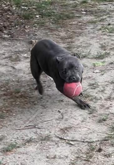 Enlarge Dex, a ADOPTABLE mixed breed in Heathsville, VA image 3/6
