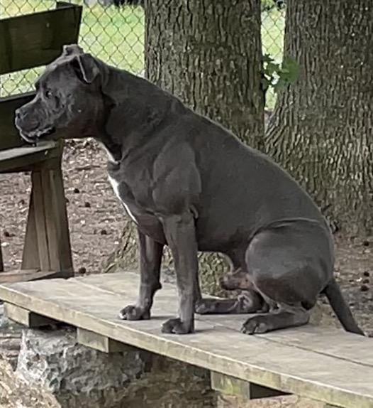 Enlarge Dex, a ADOPTABLE mixed breed in Heathsville, VA image 5/6