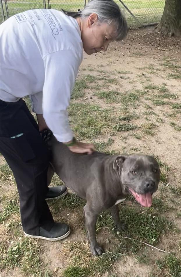 Enlarge Dex, a ADOPTABLE mixed breed in Heathsville, VA image 4/6