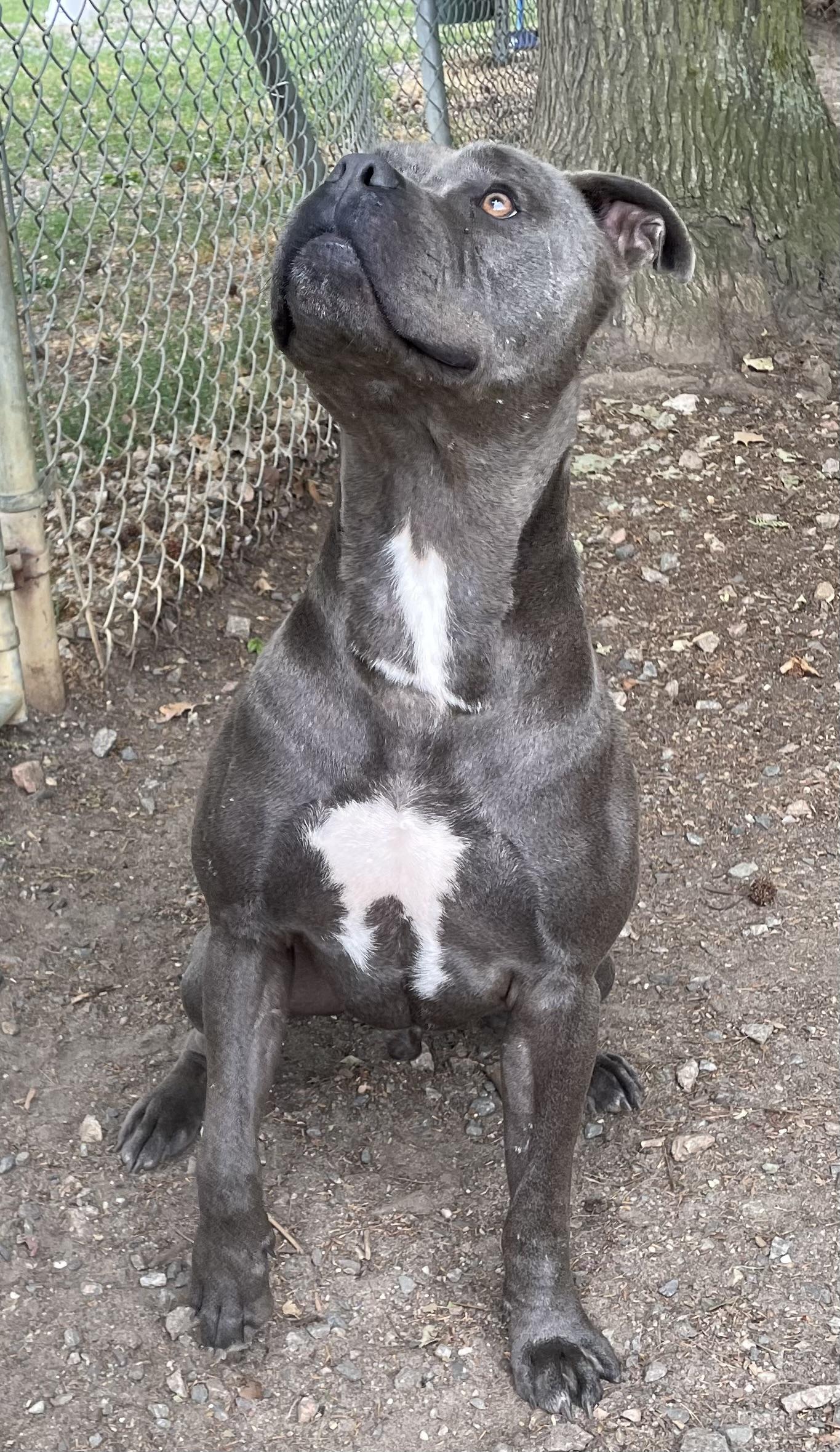 Dex, ADOPTABLE, Young Male American Bulldog & Mixed Breed.